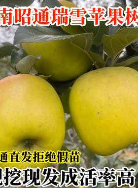 正宗云南昭通瑞雪苹果树苗陕西白水引种晚熟青苹果苗新品种苹果苗