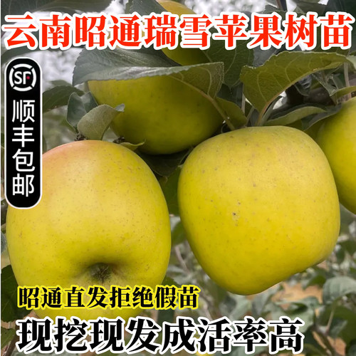 正宗云南昭通瑞雪苹果树苗顺丰