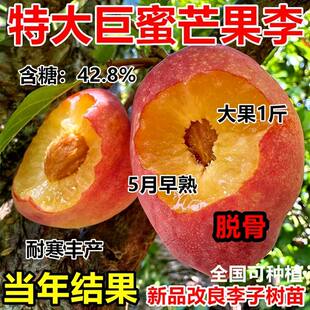 新品种芒果李子树苗特大超甜早熟当年结果耐寒南北方种植盆栽地栽