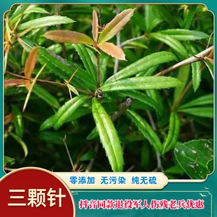 云南材 三颗针  农家产品  无硫精选  包邮有大货