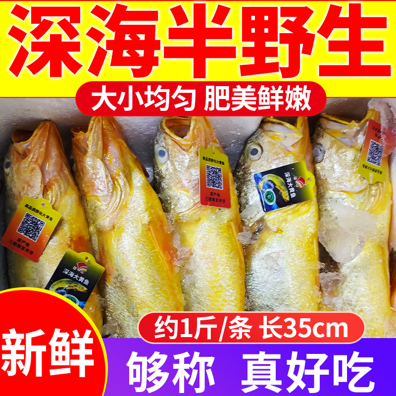大黄花鱼新鲜冷冻大黄鱼海鲜海鱼冰鲜鲜鱼深海鱼水产鲜活鱼类顺丰