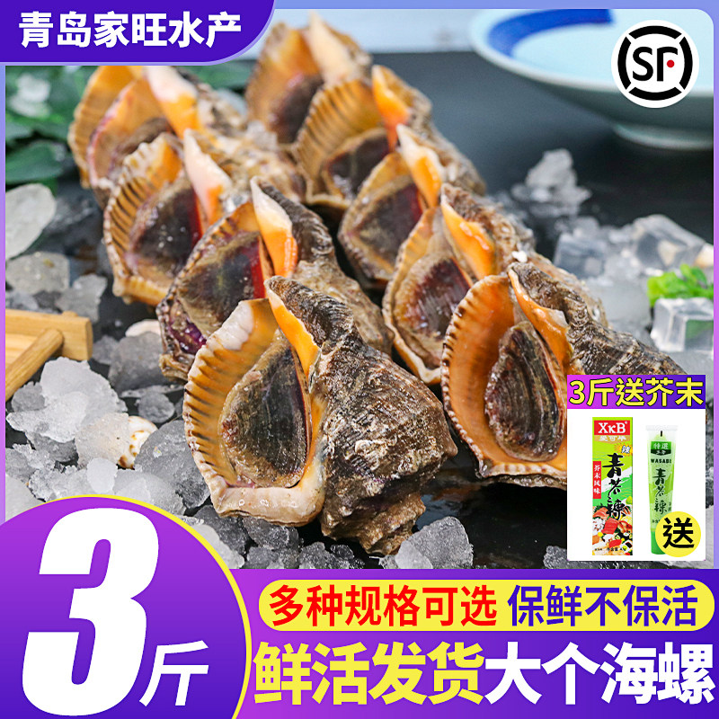 大海螺鲜活海鲜水产超大小海螺特大生猛贝类生鲜海鲜青岛特产响螺