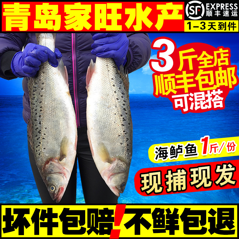 鲈鱼鲜活海鲜鱼新鲜野生鱼海鱼活体海产品七星鲈鱼寨花鱼青岛海鲜