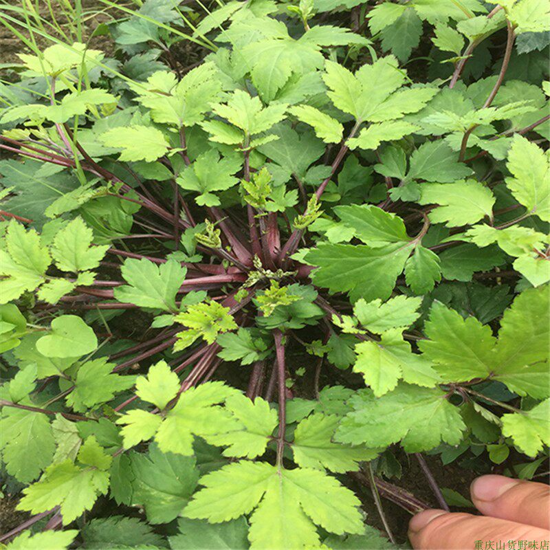 白苞蒿广东刘寄奴红艾鸭脚艾珍珠菊新鲜农家民间习用中草药材优质