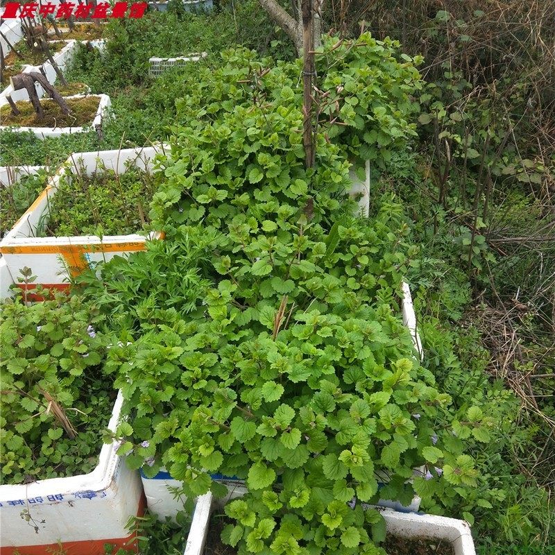积雪草大叶崩口碗老公根新鲜现采自然生长农家民间习用中药材优质