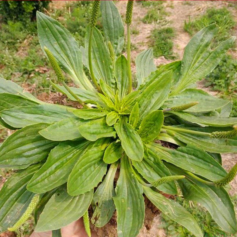 车前草五根草猪耳草新鲜野菜日常泡茶煲汤农家民间习用中药材优质