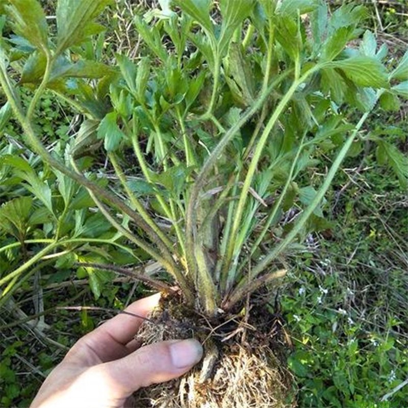 毛莨起泡草鸭脚板庭院阳台楼顶窗台包活外用农家中草药材绿植盆栽