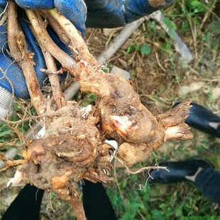 粗叶悬钩子苗八月泡茅梅阳台庭院窗台泡茶煲汤泡酒农家中药材盆栽