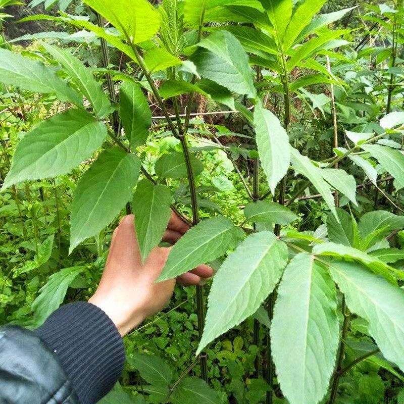八棱麻血满草苗陆英接骨草阳台庭院楼顶煲汤泡酒农家中草药材盆栽