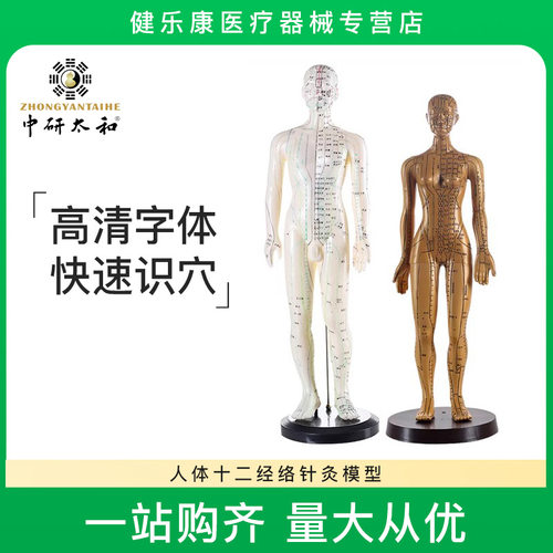 人体针灸模型十二经络穴位全身