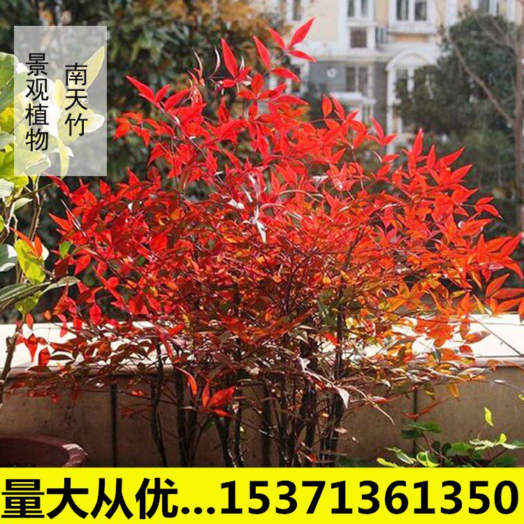 火焰南天竹盆景老桩树苗庭院四季红天竹室内客厅阳台竹子镇宅