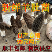 新鲜羊肚菌新鲜头茬精选鲜货250g牛肚菌特级野生菌菌菇羊肚菌顺丰