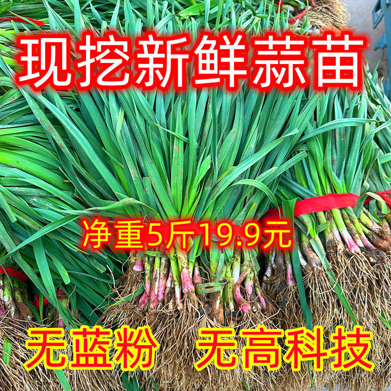 苏北蒜苗新鲜红皮大蒜苗新鲜蔬菜农家自种香蒜红根带泥紫皮大蒜苗,水产肉类/新鲜蔬果/熟食,叶菜类,淘宝优惠券,粉丝福利购,淘宝优惠卷
