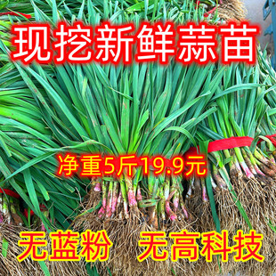 苏北蒜苗新鲜红皮大蒜苗新鲜蔬菜农家自种香蒜红根带泥紫皮大蒜苗