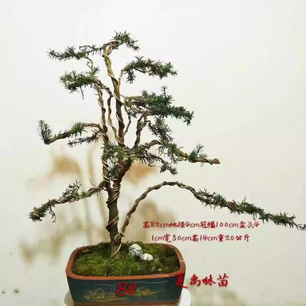 直销甲醛花卉室内好养大型绿植成品组合盆栽观叶物曼地亚红豆杉