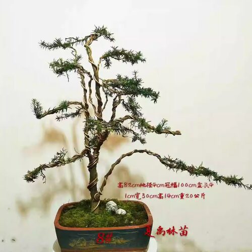 基地红豆杉夏禹林中式盆景庭院