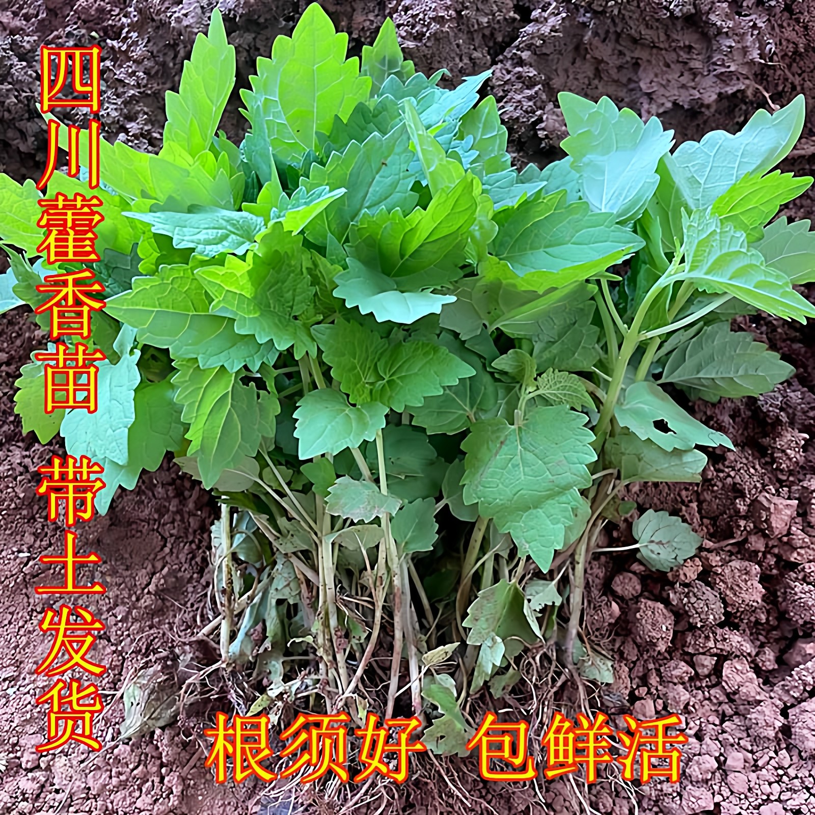 四川藿香苗鱼香苗中大苗 新苗易成活土霍香苗盆栽花园带泥土发货