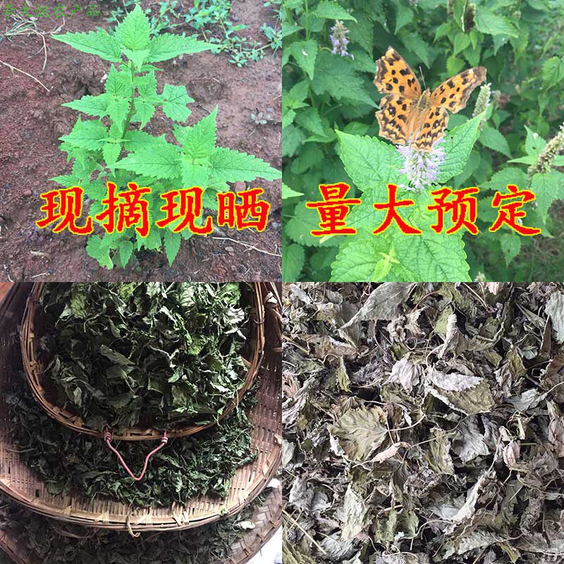 四川新鲜晒干藿香叶干叶子不带杆100克 鱼香叶回甜可食用成色很好
