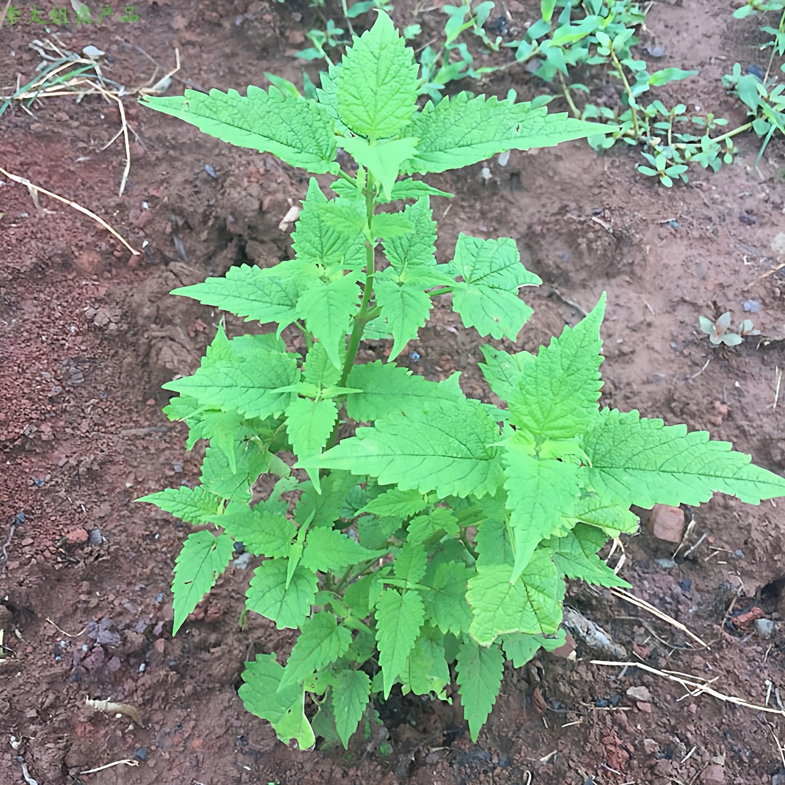川藿香苗带土可食用新鲜香叶植物盆栽霍香树苗种子五香叶苗鱼香草