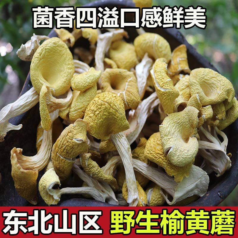 东北野生榆黄蘑干货黄金菇长白山鸡油菌新货黄丝菌金顶侧耳菇煲汤