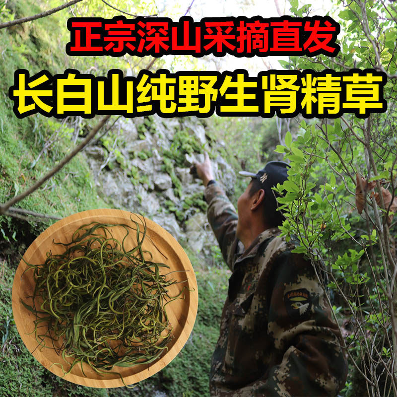 肾精茶长白山野生肾精草石韦茶化石草男性养生中药材黄金草嗷嗷叫