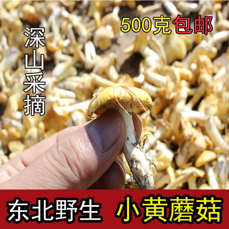 东北特产野生小黄蘑菇天然干货小鸡炖蘑菇松树黄油蘑煲汤菌类新鲜