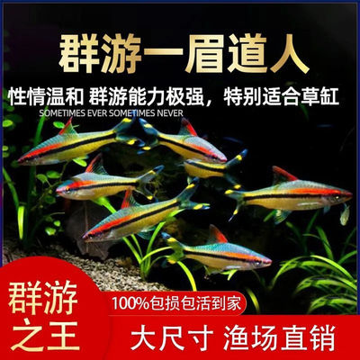 一眉道人热带淡水鱼观赏鱼群游