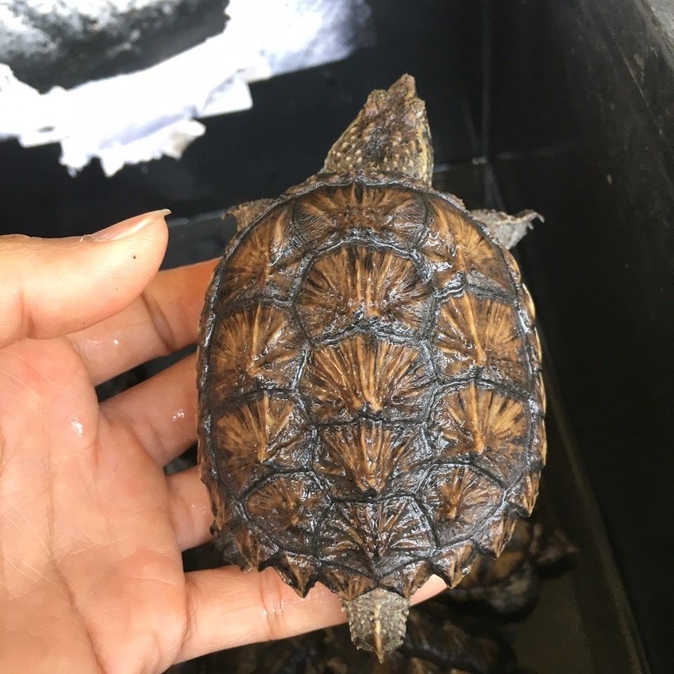 纯佛鳄龟鳄龟苗凶猛鳄龟宠物原种爆刺鳄龟野后杂佛北美鳄龟观赏龟