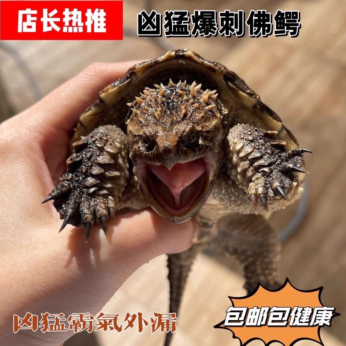 北美小鳄龟爆刺宠物龟观赏龟杂佛食肉龟水龟外塘凶猛小乌龟活物