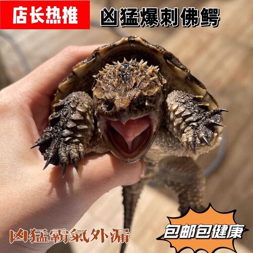 北美小鳄龟爆刺宠物龟观赏