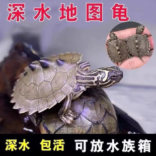地图龟黄头侧颈活体深水观赏宠物龟网红小乌龟鱼缸混养乌龟吃便宜