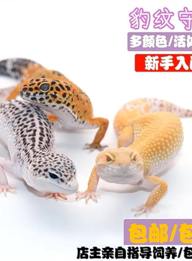 豹纹守宫活宠爬宠蜥蜴活体宠物皮卡丘黑夜小型人工活的大白可爱