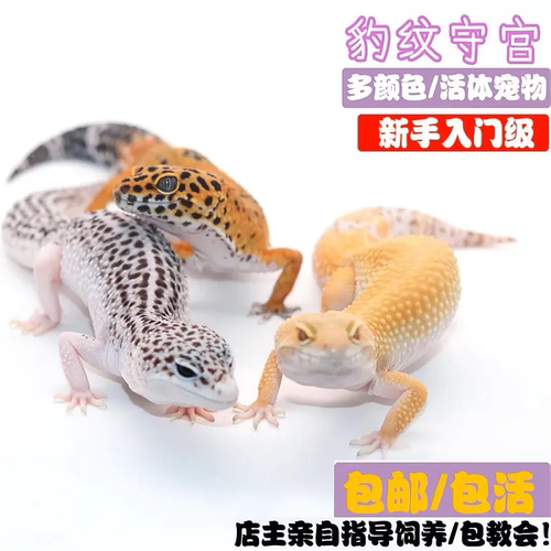 豹纹守宫活宠爬宠蜥蜴活体宠物皮卡丘黑夜小型人工活的大白可爱