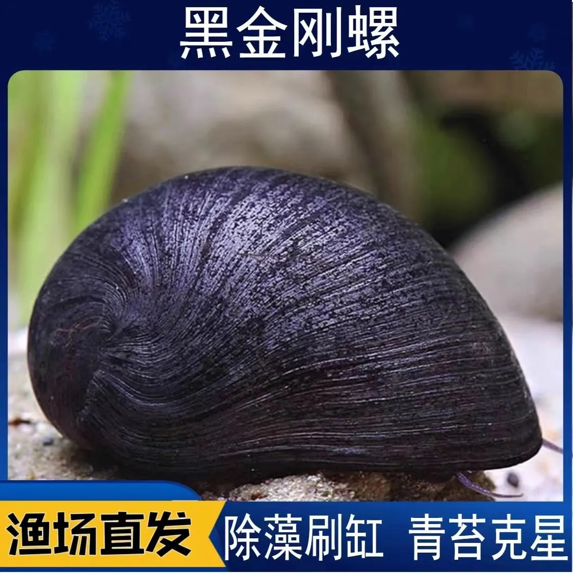 泰国进口黑金刚螺汽水螺大个头大螺