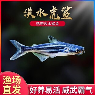 蓝鲨淡水小观赏鱼热带鱼白化鲨鱼淡水鲨鱼大型配鱼好养新款虎头鲨
