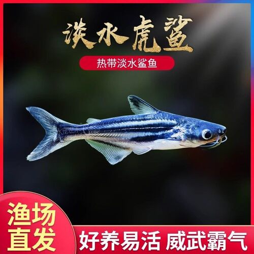 蓝鲨淡水小观赏鱼热带鱼白化鲨鱼淡水鲨鱼大型配鱼好养新款虎头鲨