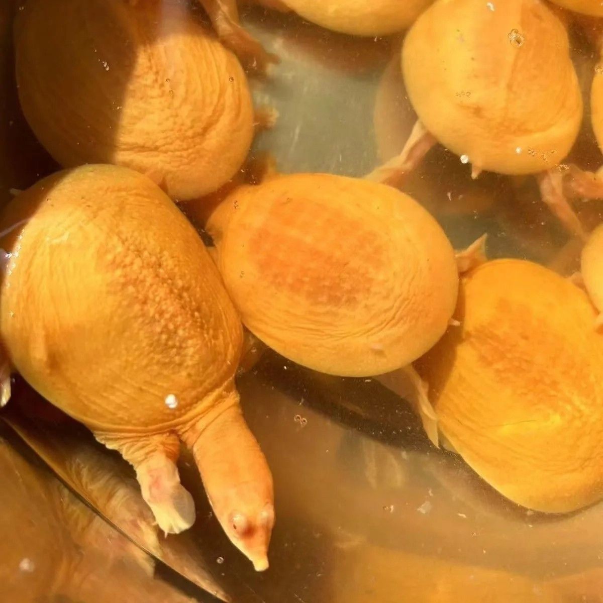 精品招财红眼睛黄金甲鱼黄化鳖观赏鳖深水鳖黄金鳖水鱼王八变异鳖,宠物/宠物食品及用品,龟/鳖,淘宝优惠券,粉丝福利购,淘宝优惠卷