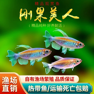 刚果美人鱼公草缸鱼原生缸鱼溪流缸鱼温驯好养观赏鱼