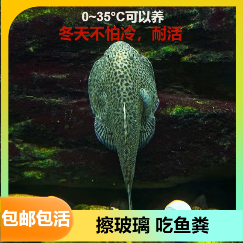 贵州爬岩鳅琵琶鱼双吸盘冷水清道鱼