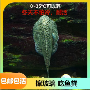 贵州爬岩鳅琵琶鱼双吸盘冷水清道夫不加温小提琴鱼缸清洁工原生鱼