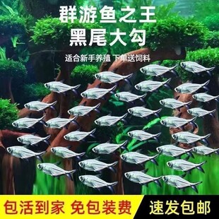 黑尾大勾黑尾旗热带鱼观赏鱼草缸群游鱼小型鱼活体鱼包活黑尾灯鱼