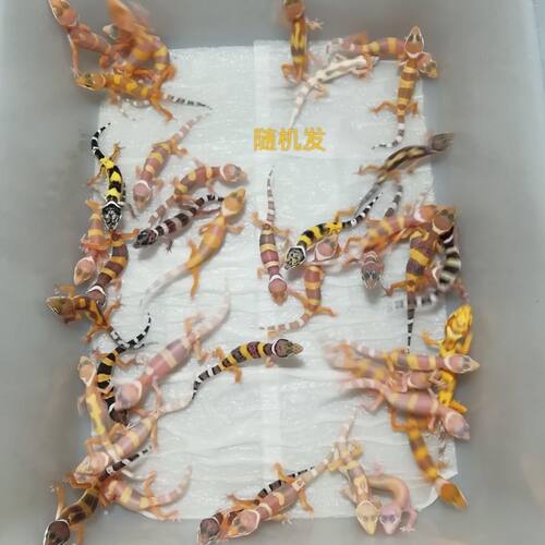 豹纹守宫活的人工网红异宠入门无毒懒人可爱宠物爬宠异宠
