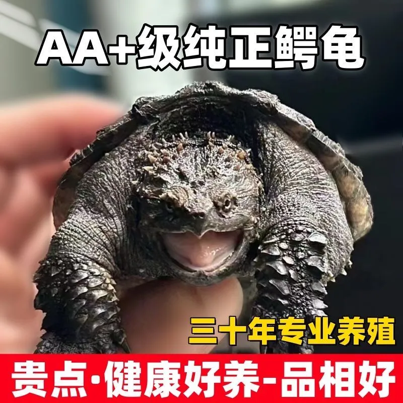 纯种北美小鳄龟乌龟纯冷水外塘养殖场现抓鳄鱼龟凶猛宠物黄壳黑壳,宠物/宠物食品及用品,龟/鳖,淘宝优惠券,粉丝福利购,淘宝优惠卷