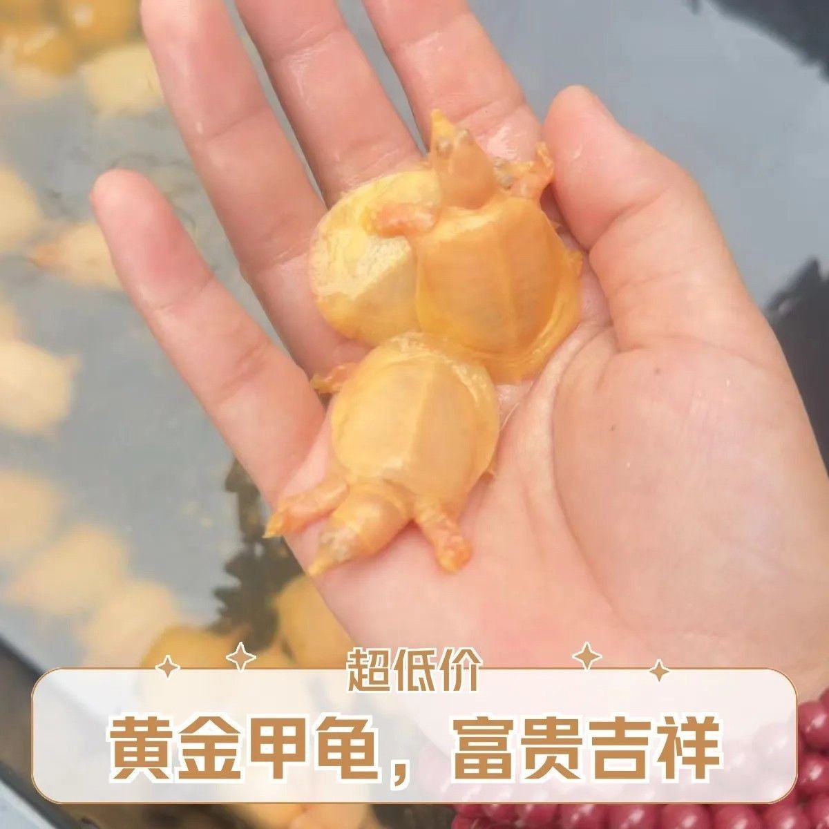 【招财就选我】精品红眼睛黄金甲鱼黄化鳖观赏深水黄金鳖变异鳖,宠物/宠物食品及用品,龟/鳖,淘宝优惠券,粉丝福利购,淘宝优惠卷