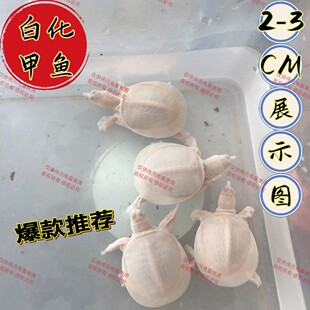 白化鳖黄金鱼苗红眼甲鱼大苗网桌面小型宠物白化甲鱼纯白鲜活