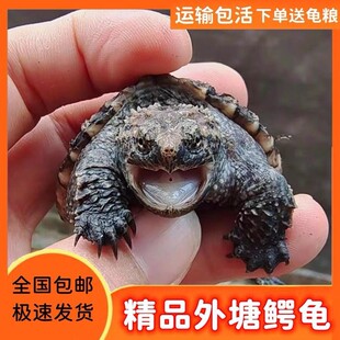 鳄龟苗鳄龟活物爆刺杂佛正宗纯佛宠物龟观赏龟佛鳄龟北美小鳄龟