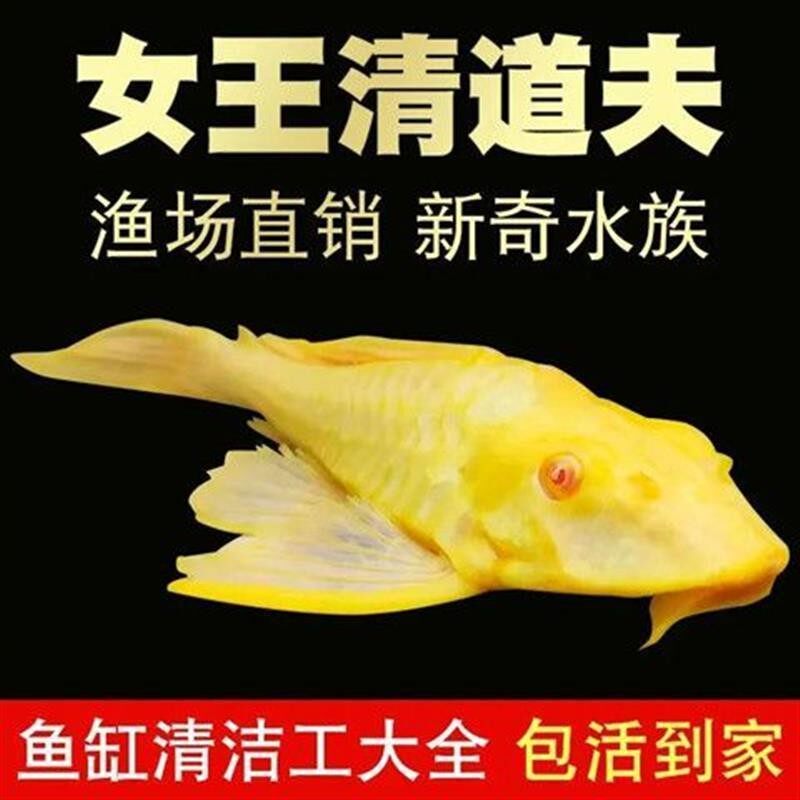 大帆红眼女王热带观赏鱼大型清道鱼