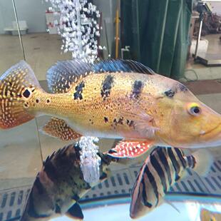 帝王三间巴西亚黄金巴西亚鱼猛鱼皇冠三间热带观赏鱼龙鱼配鱼包活