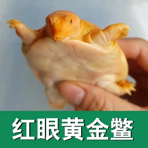 黄金鳖观赏鱼黄金甲鱼黄化鳖变异宠物深水龟鳖红眼金身鳖黄金龟鳖
