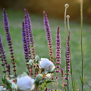 由之花源|鼠尾草卡拉多娜多年生耐寒花卉盆栽花园庭院阳台